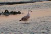 Yellow-legged Gull at Two Tree Island (Steve Arlow) (83227 bytes) Yellow-legged Gull at Two Tree Island (Steve Arlow) (83227 bytes)
